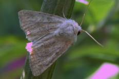 Heliothis turbatus - Ried-Weißstriemeneule